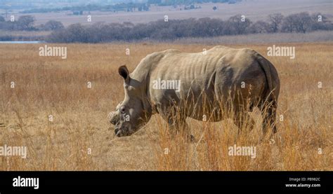 White Rhino Dehorned For Protection Against Poaching In South Africa