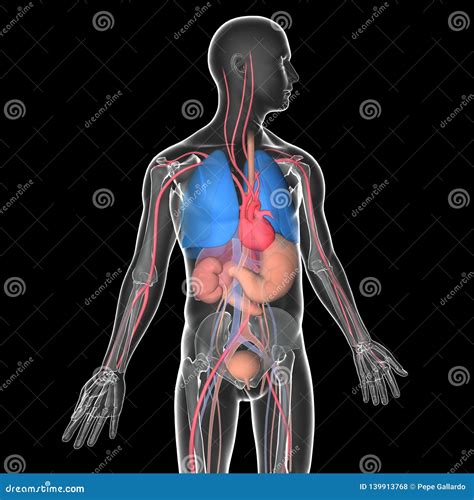 Medical Illustration 3d Transparent Human Body With Visible Internal