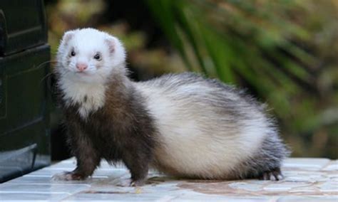 The Ultimate List Of Most Popular Ferret Breeds In Australia Updated