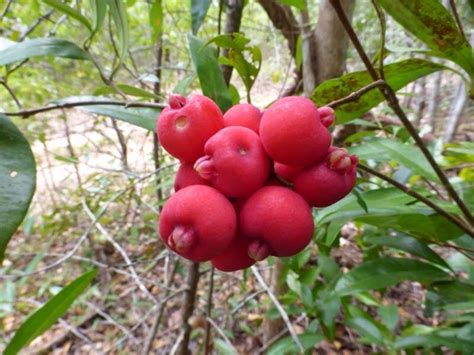 General information on controlling tree fruit insect pests and diseases is listed below. Fibrous Satinash fruit tree (With images) | Fruit, Fruits ...