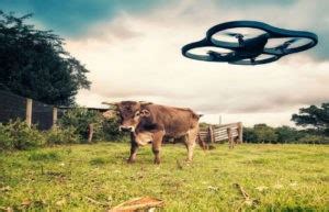 Reasons To Use Cattle Monitoring Drones
