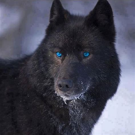 Black wolf w/blue eyes.