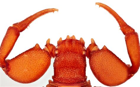 Big Muscles And Wrinkled Skin The Hercules Pseudoscorpions