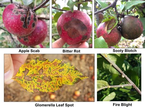 Apple Disease Management Nc State Extension