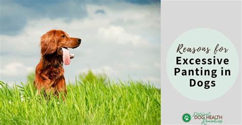 Panting may also refer to: What Causes Excessive Panting in Dogs?