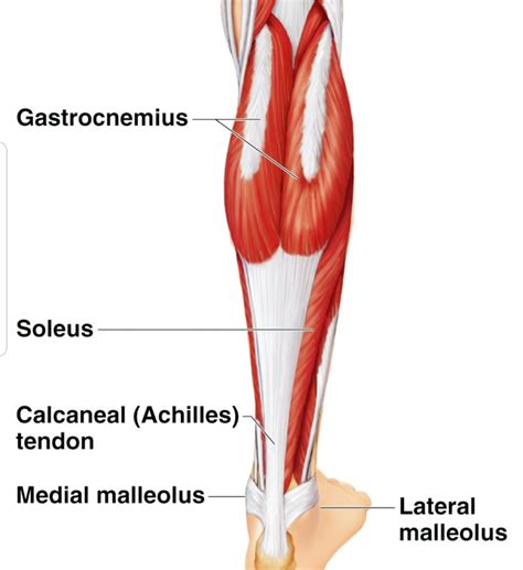 Posterior Calf Anatomy Muscles Of The Lower Leg Diagram Sexiz Pix