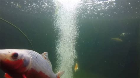 Filtration is going to be the one of the most important factors in determining the number of koi you can have. 2000 gallon koi pond - YouTube
