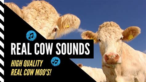 🐄 Real Cow Sounds Cows Mooing Real Cow Sound Effects 👈 Youtube