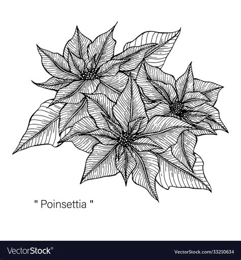 Poinsettia Drawing Hand Drawn Line Art Royalty Free Vector