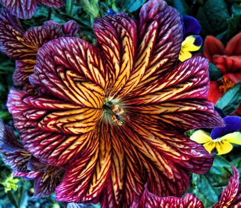 Bouillabaisse is seafood stew and typically made with fresh bony fish, shellfish, mussels, vegetables, herbs and olive oil. flowers | I was amazed by this flower at the park kennel ...