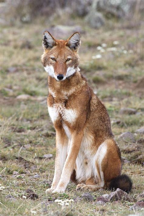 Ethiopian Wolf By M Watson Ethiopian Wolf Canis Simensis Sitting In