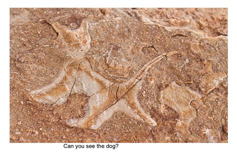 Dog Shaped Permian Bryozoa Fossil From The Upper Gascoyne Western