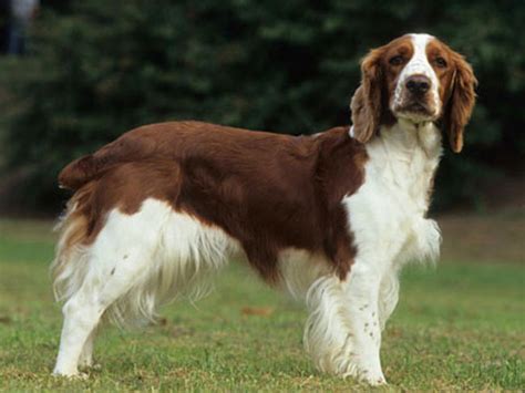 Rounded heads, square muzzles and long, fringed ears are features of this breed. Photo chien Welsh Springer Spaniel - 5446 - Wamiz