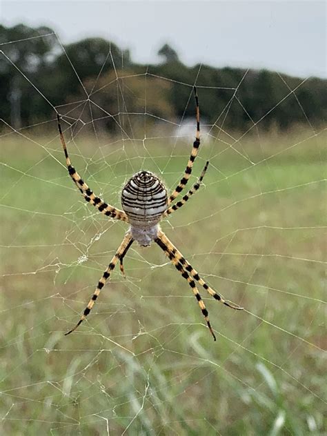 Argiope Trifasciata Banded Garden Spider In Georgia United States