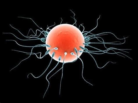 How Emf Affects Sperm And Eggs Differently Syb