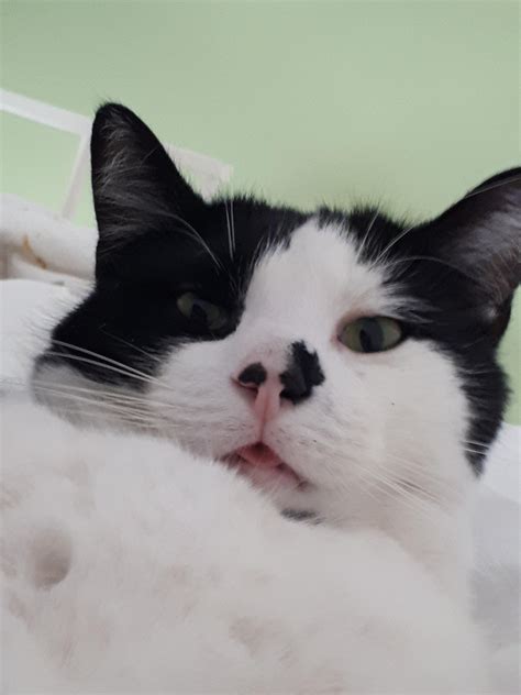 Cats meowing is a common thing, even kittens meowing. This is my beautiful loudly meowing cat : aww