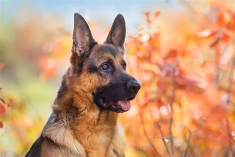 Facts About German Shepherds You Need To Know Before Adopting One