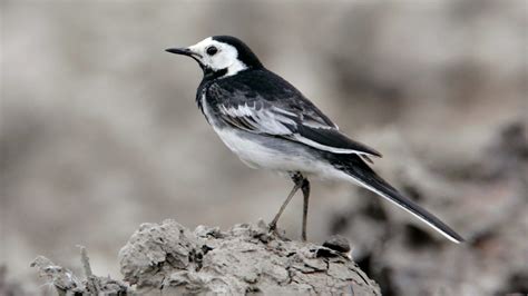 Bbc Radio 4 Tweet Of The Day Pied Wagtail