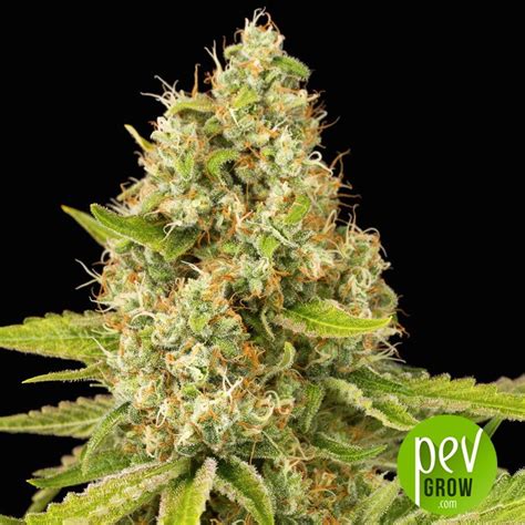 Originally created in orange county, this indica is a cross between og kush and sfv og. OG Kush by Dinafem Seeds MEDICINAL VARIETY THAT WILL HELP ...