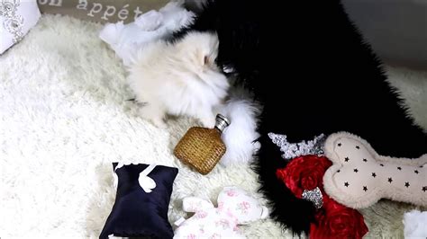 Find puppies in your area and helpful tips and info. CupCake Micro Teacup Pomeranian puppy for sale ~ Boutique ...