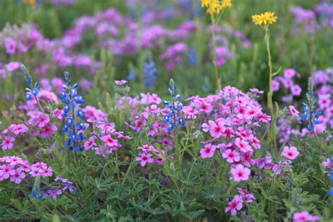 Dandp Photobizs Blog Wild Flowers Wildflowers Photography Pretty