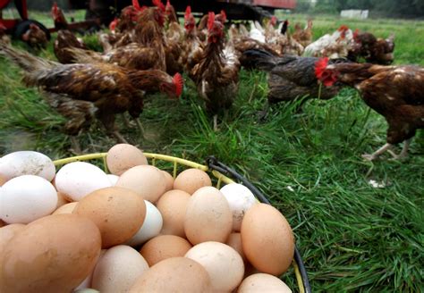 Check out our organic chicken farm selection for the very best in unique or custom, handmade pieces from our shops. The golden and delectably healthful home-farmed egg