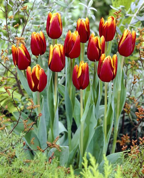 Tulipa Abu Hassan Tulip Abu Hassan 5 Bulbs Garden Seeds Market Free Shipping