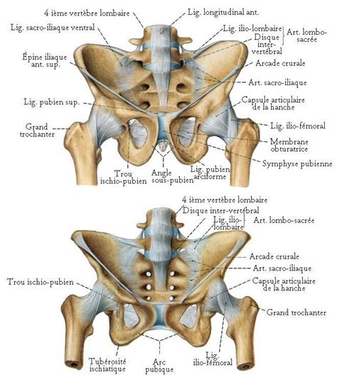 Les Os Du Bassin Planches Anatomiques Pelvis Anatomy Human Anatomy