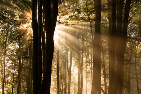 Sunlight Through The Forest Stock Photo 03 Free Download