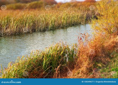 Reeds By The Water Somerset Wetlands Stock Image