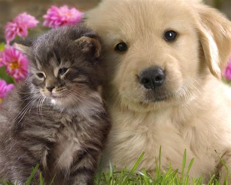 Free Download Cute Puppies And Kittens Wallpapers 1280x1024 For Your