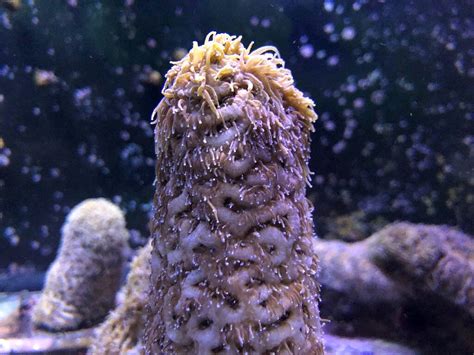 Scientists Reproduce Coral In Lab Offering Hope For Reefs