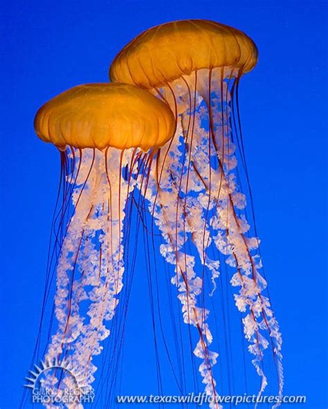 Pacific Sea Nettle Jellyfish Animals Gary Regner Photography