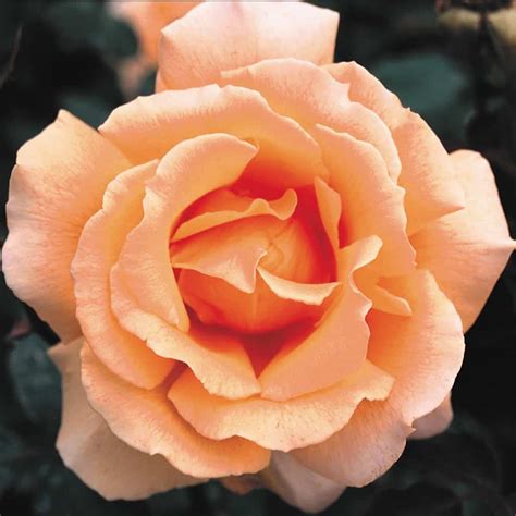 Maybe you would like to learn more about one of these? Just Joey - Rankins Roses