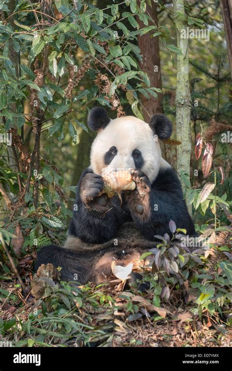 Adult Giant Panda Eating Bamboo Stock Photo Alamy