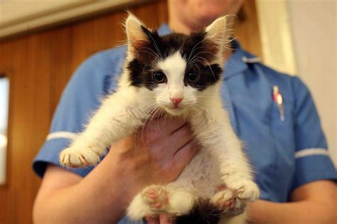 Dumped Kittens Nearly Taken With Trash Are On The Mend Life With Cats