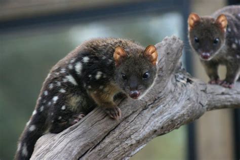 Tasmanian Spotted Quolls Animals Animals Beautiful Australian Wildlife