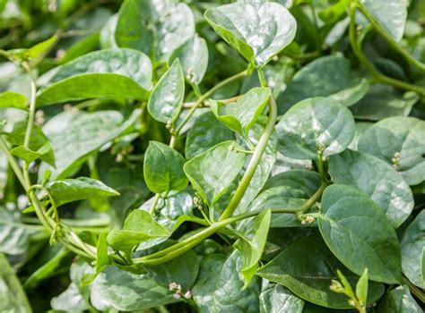 Perennial vegetables tend to be low maintenance plants and have the ability to resist pests and severe weather. Re-discovering Perennial Vegetables | Perennial vegetables ...