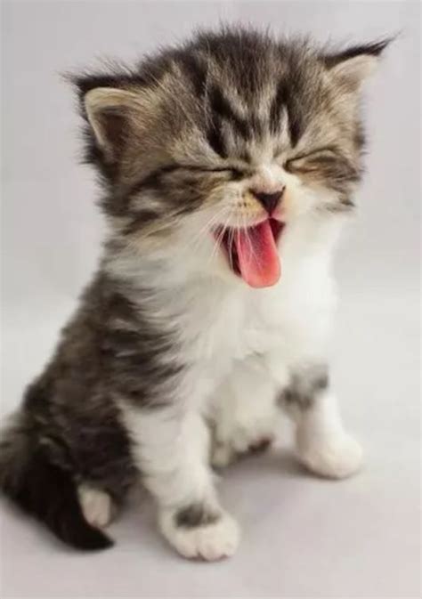 Cute Yawning Kitten Cutestkitten Kitten Cute Baby Cats Cute