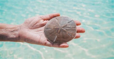 Are Sand Dollars Alive Yes They Are Living Creatures