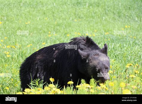 Curious Black Bear Cub Standing In Tall Grass Waterton National Park