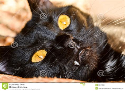 Black Cat With Yellow Eyes Stock Photo Image 55175560