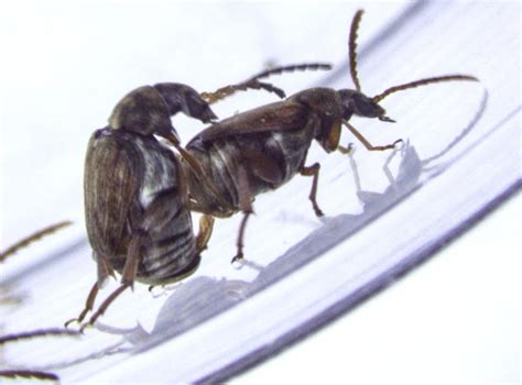Genes That Encourage Same Sex Mating In Beetles Help Opposite Gender