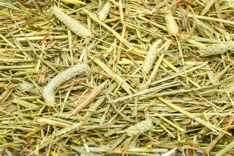 15 Types Of Horse Hay Helpful Horse Hints