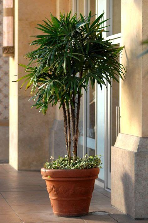 Image Result For Best Palms For Containers Plants Around Pool Plants