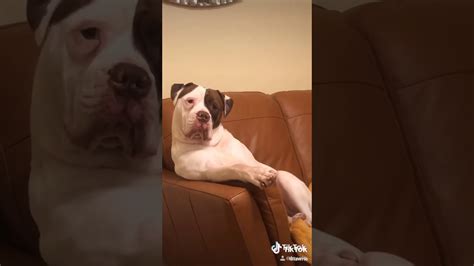 Chilled Dog Sitting Like A Human Lol Youtube