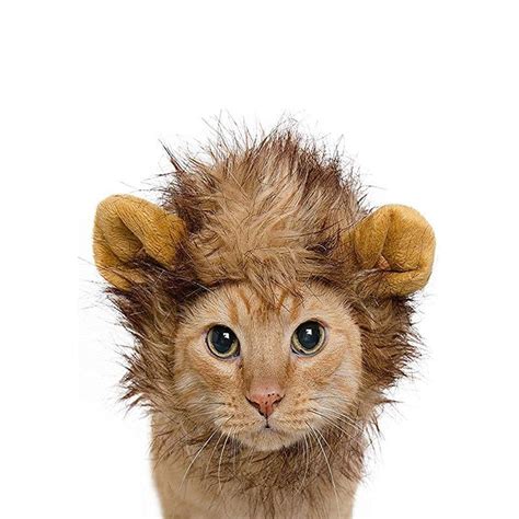 Cat Lion Mane For Sale Not Sold In Stores Molooco