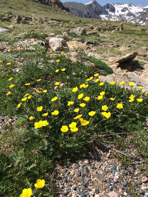 Wildflowers On Tundra Communities Trail Rocky Mountain National Park