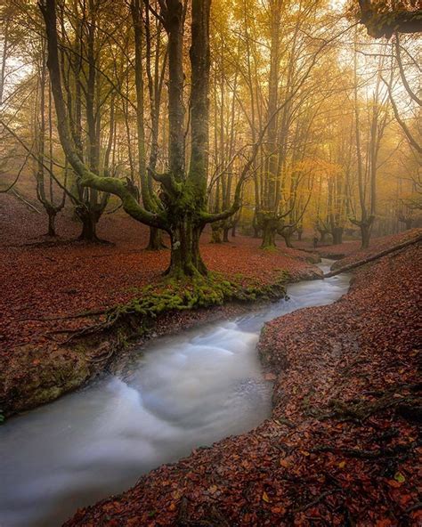 Instagram Tree Forest Long Exposure Amazing Nature Nature