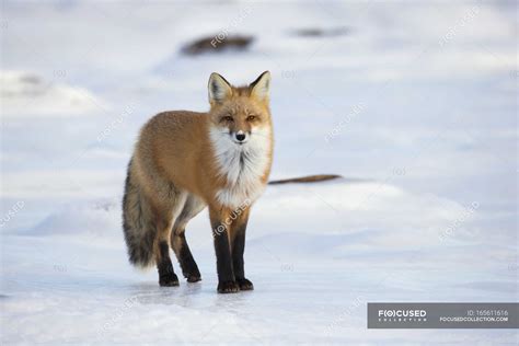 Red Fox Standing Along The Shores — Seasons Snow Covered Stock Photo